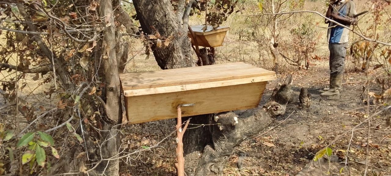 SAFE Project – Climate-Resilient Beekeeping